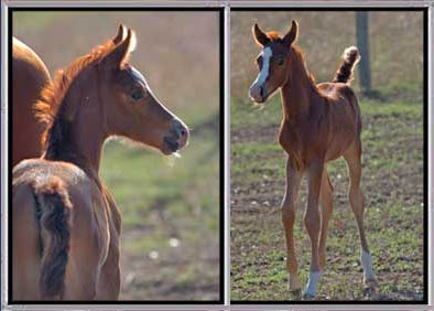 KUBINEX - Arabian Foal